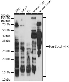 A20503_1.jpg