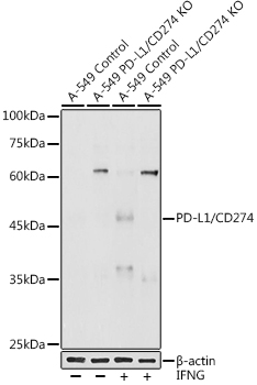 A20551_1.jpg