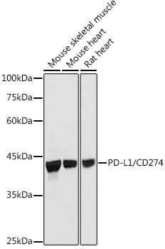 A20551_2.jpg