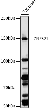 A20646_1.jpg