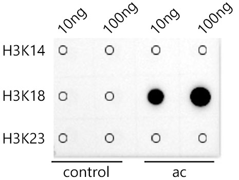 A20735_4.jpg
