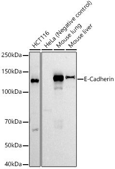 A20798_1.jpg