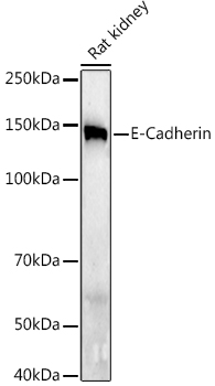 A20798_2.jpg