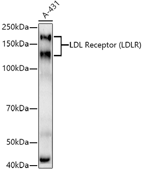 A20808_2.jpg