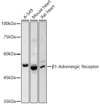 A20818_1.jpg
