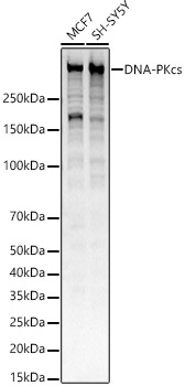 A20837_1.jpg