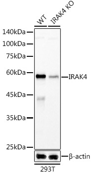 A20839_1.jpg