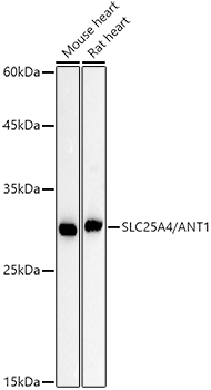 A20842_2.jpg
