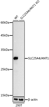 A20842_3.jpg