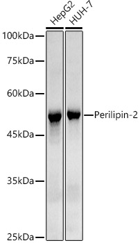 A20843_1.jpg