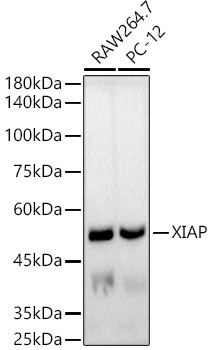 A20846_1.jpg
