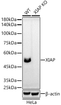 A20846_2.jpg