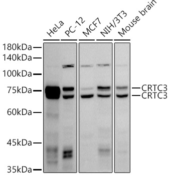 A20867_1.jpg