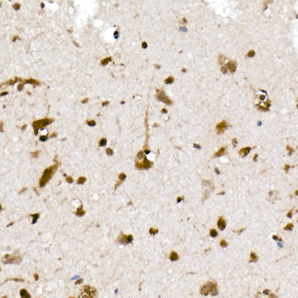A20876_2.jpg
