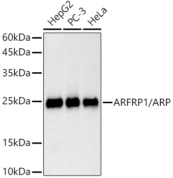 A20884_1.jpg