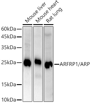 A20884_2.jpg