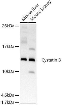 A20886_2.jpg
