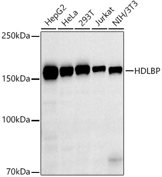 A20896_1.jpg