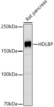 A20896_2.jpg
