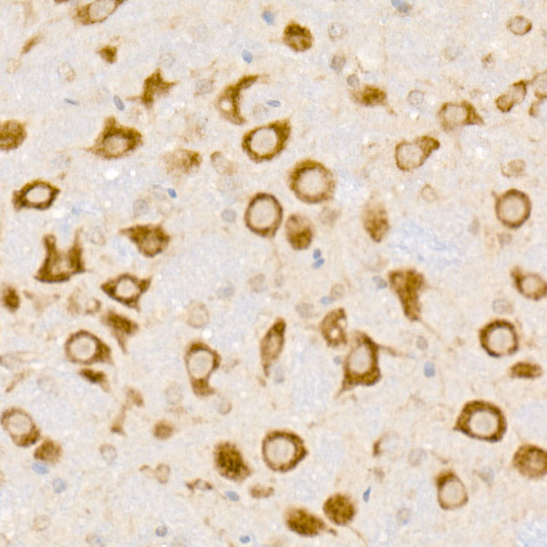A20896_3.jpg
