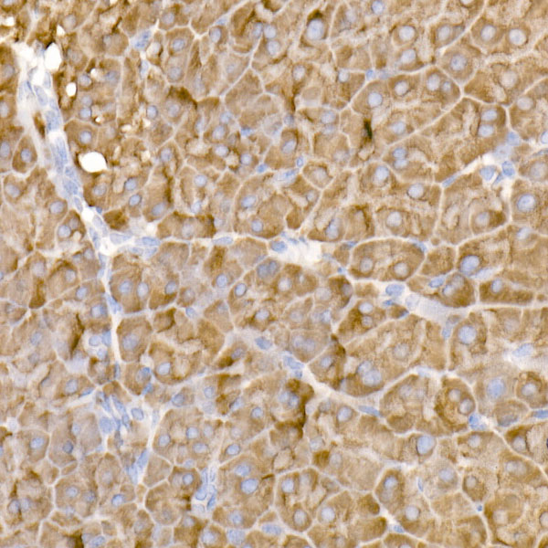A20896_4.jpg
