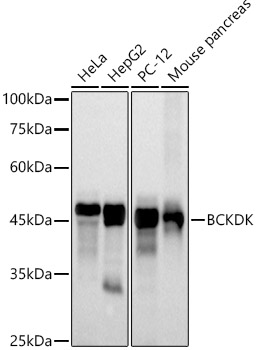 A20909_1.jpg