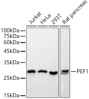 A20914_1.jpg