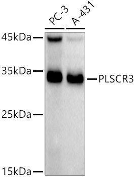A20915_2.jpg