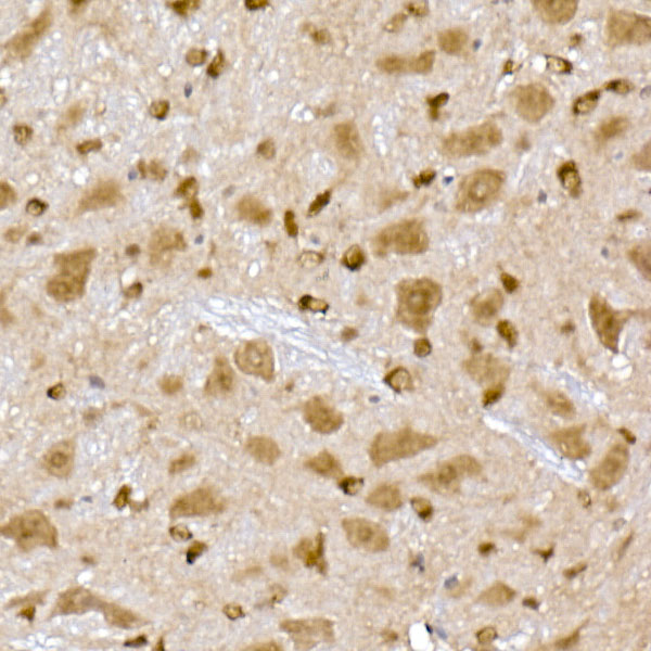 A20917_3.jpg