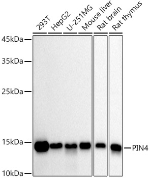A20919_1.jpg