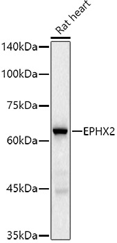A20920_2.jpg