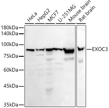 A20925_1.jpg