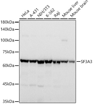 A20927_1.jpg