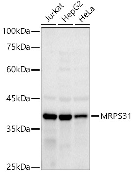 A20932_1.jpg