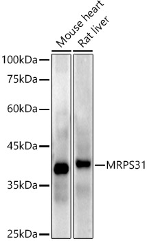 A20932_2.jpg