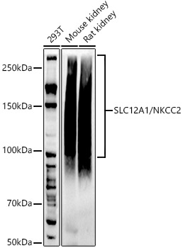 A20933_1.jpg