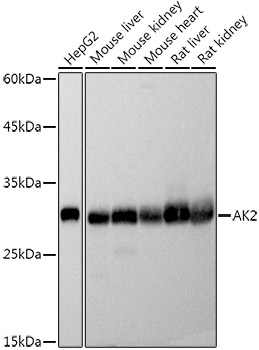 A20934_1.jpg