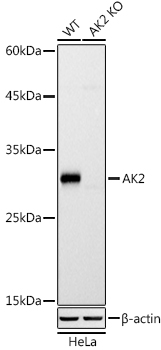A20934_2.jpg