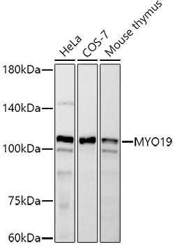 A20937_2.jpg