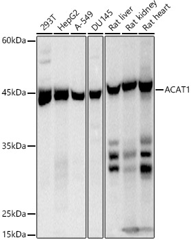A20943_1.jpg