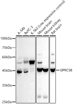 A20946_1.jpg