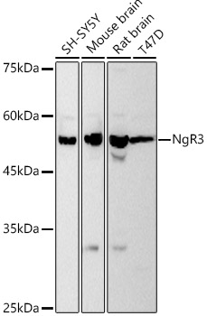 A20947_1.jpg