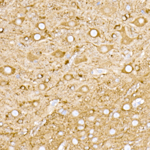 A20947_3.jpg