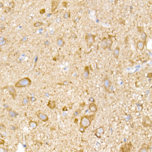 A20947_4.jpg