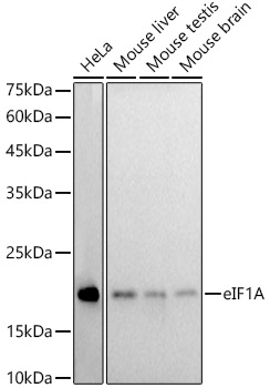 A20954_1.jpg