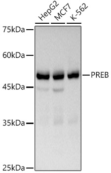 A20957_1.jpg
