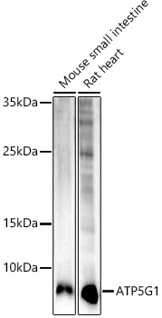 A20960_1.jpg