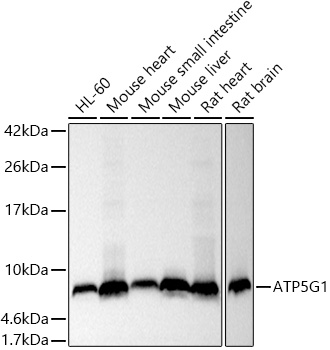 A20961_1.jpg