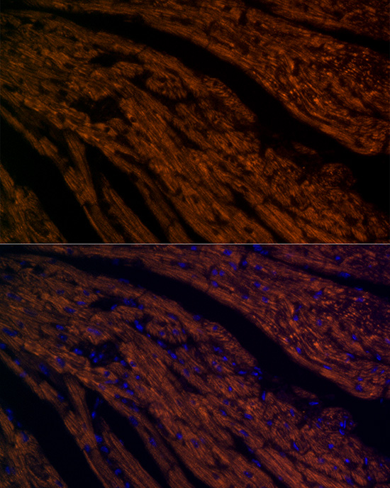 A20961_2.jpg