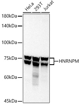 A20963_1.jpg